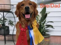 Golden Puppy - Atlas, a  Golden Retriever for sale in Castleton-on-Hudson, NY – 2 of 3