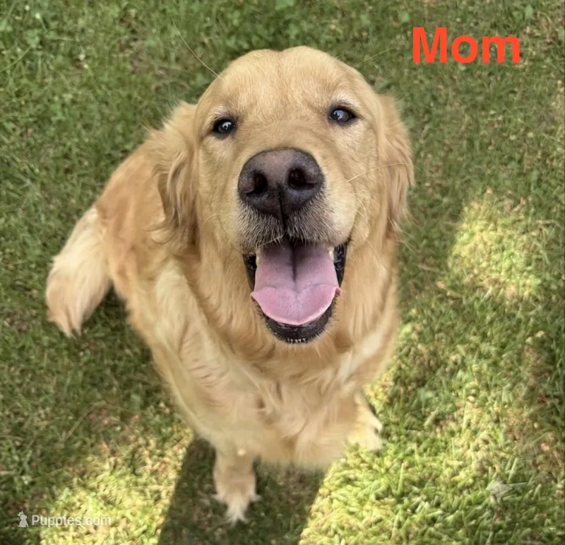 Golden Puppy - Atlas – Golden Retriever puppy for sale in Castleton-on-Hudson, NY