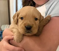 Nyx, a female Golden Retriever for sale in Castleton-on-Hudson, NY – 4 of 9