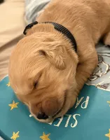 Nyx, a female Golden Retriever for sale in Castleton-on-Hudson, NY – 3 of 9
