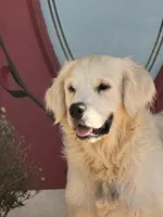 Green male , a male English Cream Golden Retriever for sale in Rush Springs, OK – 4 of 9