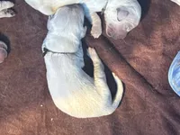 Black male - Lindy , a male English Cream Golden Retriever for sale in Rush Springs, OK – 1 of 9