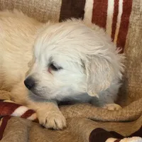 Blue Male- Lindy, a male English Cream Golden Retriever for sale in Rush Springs, OK – Photo 5 of 10
