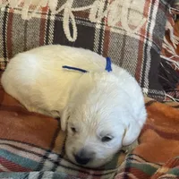 Blue Male- Lindy, a male English Cream Golden Retriever for sale in Rush Springs, OK – Photo 9 of 10