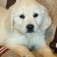 Blue Male- Lindy, a male English Cream Golden Retriever for sale in Rush Springs, OK – Photo 1 of 10