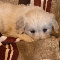 Blue Male- Lindy, a male English Cream Golden Retriever for sale in Rush Springs, OK – Photo 4 of 10
