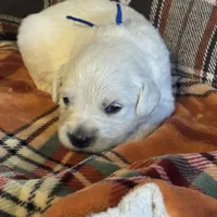 Blue Male- Lindy, a male English Cream Golden Retriever for sale in Rush Springs, OK – Photo 10 of 10