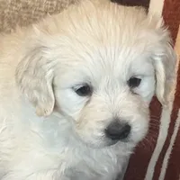 Blue Male- Lindy, a male English Cream Golden Retriever for sale in Rush Springs, OK – Photo 3 of 10
