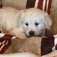 Blue Male- Lindy, a male English Cream Golden Retriever for sale in Rush Springs, OK – Photo 6 of 10