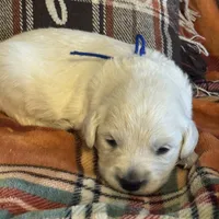 Blue Male- Lindy, a male English Cream Golden Retriever for sale in Rush Springs, OK – Photo 7 of 10