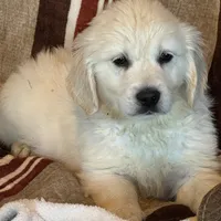 Blue Male- Lindy, a male English Cream Golden Retriever for sale in Rush Springs, OK – Photo 2 of 10