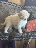 Christmas Doodles!!!, a male Goldendoodle for sale in Rush Springs, OK – Photo 5 of 9