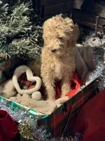 Christmas Doodles!!!, a male Goldendoodle for sale in Rush Springs, OK – Photo 2 of 9