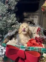 Christmas Doodles!!!, a male Goldendoodle for sale in Rush Springs, OK – Photo 7 of 9