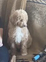 Christmas Doodles!!!, a male Goldendoodle for sale in Rush Springs, OK – Photo 3 of 9