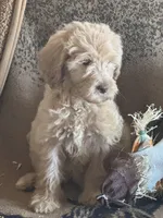 Christmas Doodles!!!, a male Goldendoodle for sale in Rush Springs, OK – Photo 6 of 9