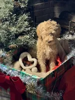 Christmas Doodles!!!, a male Goldendoodle for sale in Rush Springs, OK – Photo 4 of 9