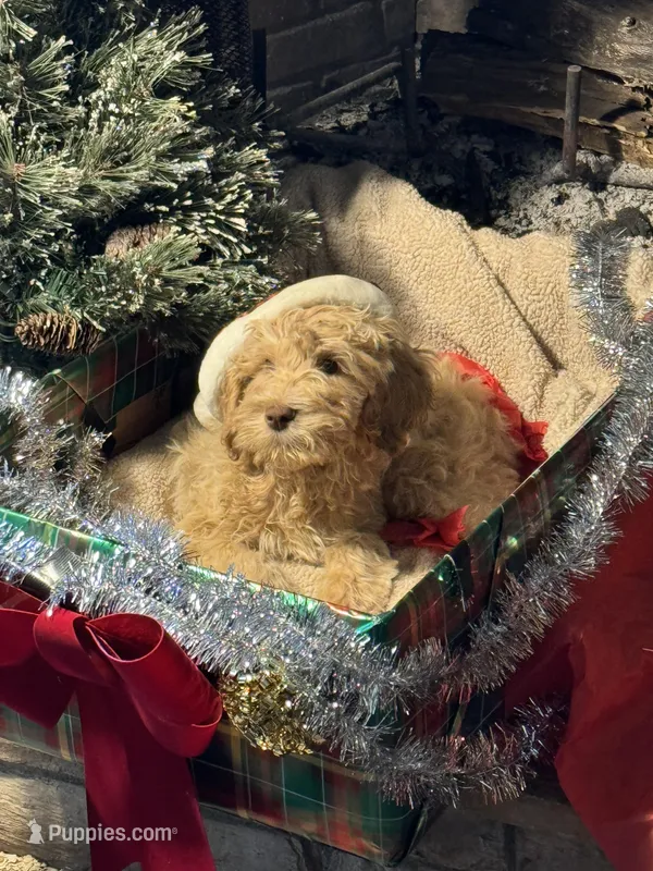 Christmas Doodles!!!, a male Goldendoodle for sale in Rush Springs, OK – Photo 1 of 9