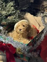 Christmas Doodles!!!, a male Goldendoodle for sale in Rush Springs, OK – Photo 1 of 9