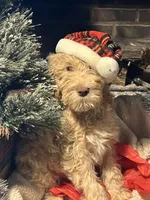 Christmas Doodles!!!, a male Goldendoodle for sale in Rush Springs, OK – Photo 8 of 9