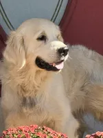 Orange female -Lindy , a female English Cream Golden Retriever for sale in Rush Springs, OK – 4 of 7