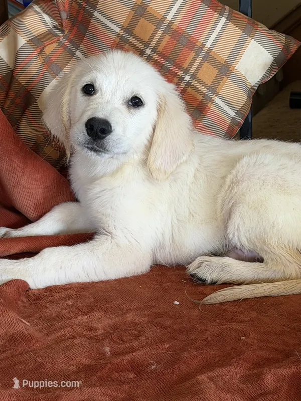 Red female- Lindy  – English Cream Golden Retriever puppy for sale in Rush Springs, OK