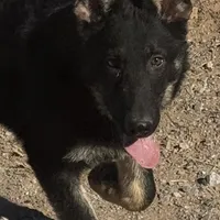 Blue male - Jasmine, a male German Shepherd Dog for sale in Rush Springs, OK – Photo 4 of 10