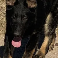 Blue male - Jasmine, a male German Shepherd Dog for sale in Rush Springs, OK – Photo 5 of 10