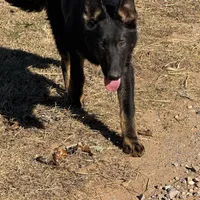 Blue male - Jasmine, a male German Shepherd Dog for sale in Rush Springs, OK – Photo 8 of 10