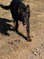 Blue male - Jasmine, a male German Shepherd Dog for sale in Rush Springs, OK – Photo 8 of 10