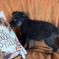 Blue male - Jasmine, a male German Shepherd Dog for sale in Rush Springs, OK – Photo 10 of 10