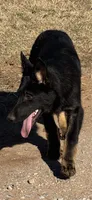 Blue male - Jasmine, a male German Shepherd Dog for sale in Rush Springs, OK – Photo 2 of 10