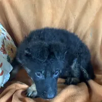 Blue male - Jasmine, a male German Shepherd Dog for sale in Rush Springs, OK – Photo 7 of 10