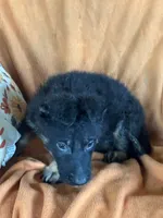 Blue male - Jasmine, a male German Shepherd Dog for sale in Rush Springs, OK – Photo 7 of 10