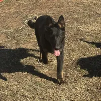 Blue male - Jasmine, a male German Shepherd Dog for sale in Rush Springs, OK – Photo 6 of 10