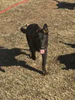 Blue male - Jasmine, a male German Shepherd Dog for sale in Rush Springs, OK – Photo 6 of 10