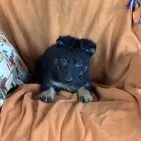 Blue male - Jasmine, a male German Shepherd Dog for sale in Rush Springs, OK – Photo 9 of 10