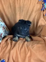 Blue male - Jasmine, a male German Shepherd Dog for sale in Rush Springs, OK – Photo 9 of 10