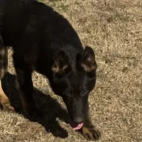 Blue male - Jasmine, a male German Shepherd Dog for sale in Rush Springs, OK – Photo 3 of 10
