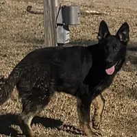 Blue male - Jasmine, a male German Shepherd Dog for sale in Rush Springs, OK – Photo 1 of 10