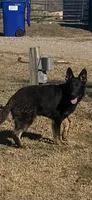 Blue male - Jasmine, a male German Shepherd Dog for sale in Rush Springs, OK – Photo 1 of 10