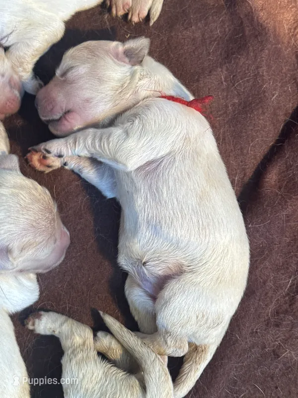 Red female- Lindy  – English Cream Golden Retriever puppy for sale in Rush Springs, OK