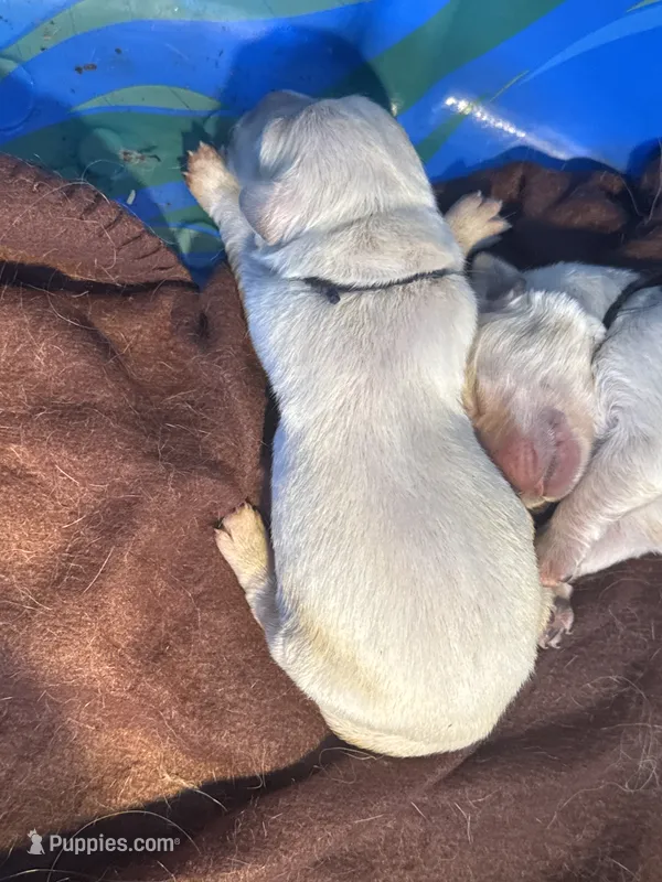 Blue male Lindy  – English Cream Golden Retriever puppy for sale in Rush Springs, OK