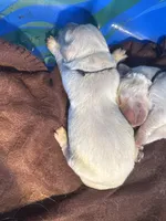 Blue male Lindy , a male English Cream Golden Retriever for sale in Rush Springs, OK – 1 of 4