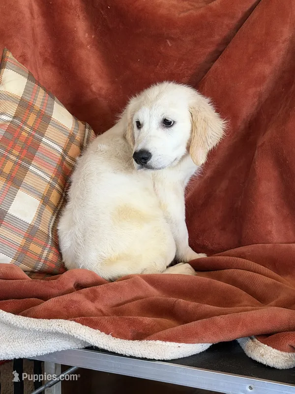 Black male - Lindy  – English Cream Golden Retriever puppy for sale in Rush Springs, OK