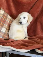 Black male - Lindy , a male English Cream Golden Retriever for sale in Rush Springs, OK – 1 of 10