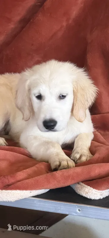 Lt Green male - Lindy  – English Cream Golden Retriever puppy for sale in Rush Springs, OK