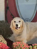 Lt Green male - Lindy , a male English Cream Golden Retriever for sale in Rush Springs, OK – 5 of 9