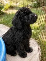 “Risha “, a female Goldendoodle for sale in Rush Springs, OK – Photo 3 of 3