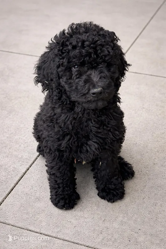 “Risha “, a female Goldendoodle for sale in Rush Springs, OK – Photo 1 of 3